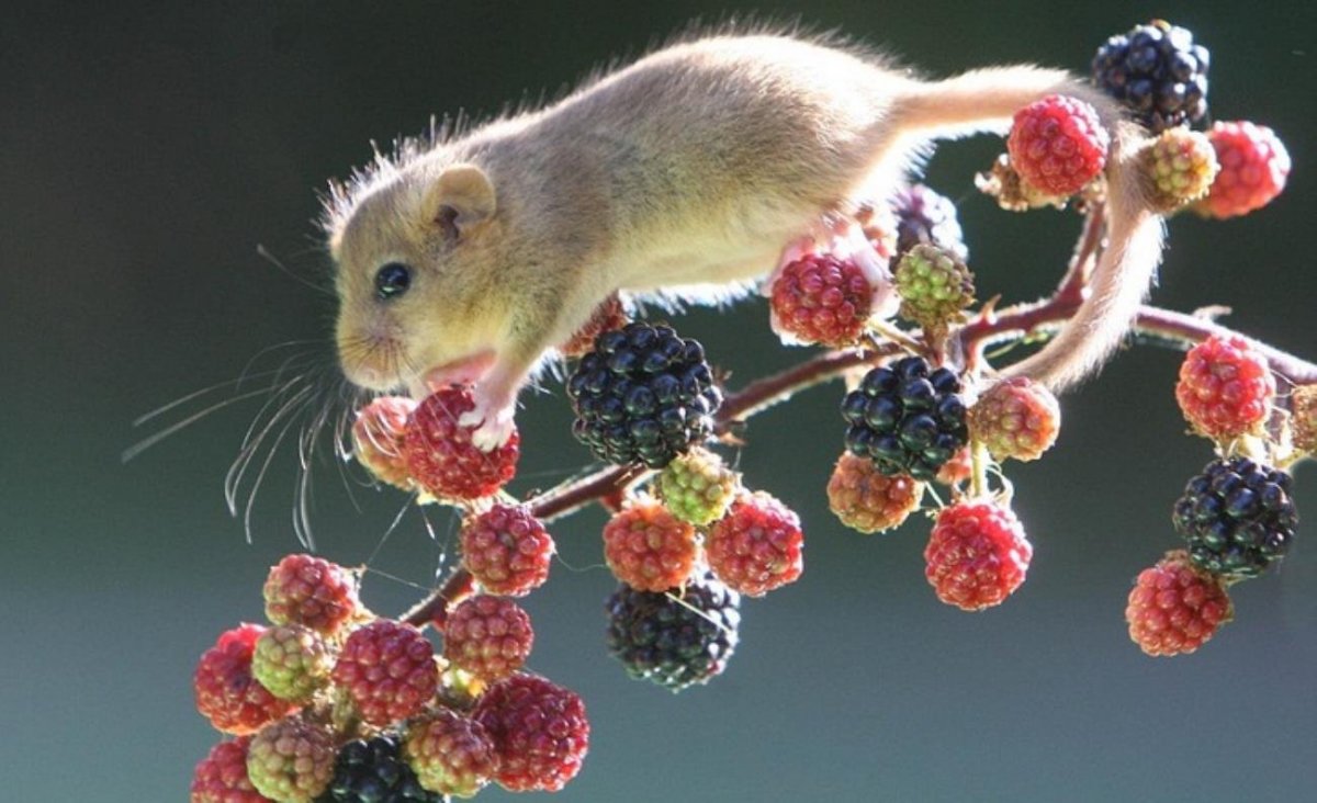 Лесная Соня питается