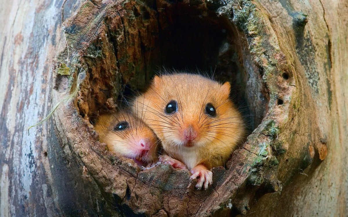 Орешниковая Соня гнездо