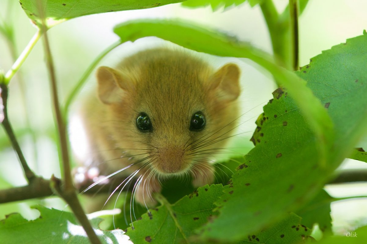 Орешниковая Соня красная