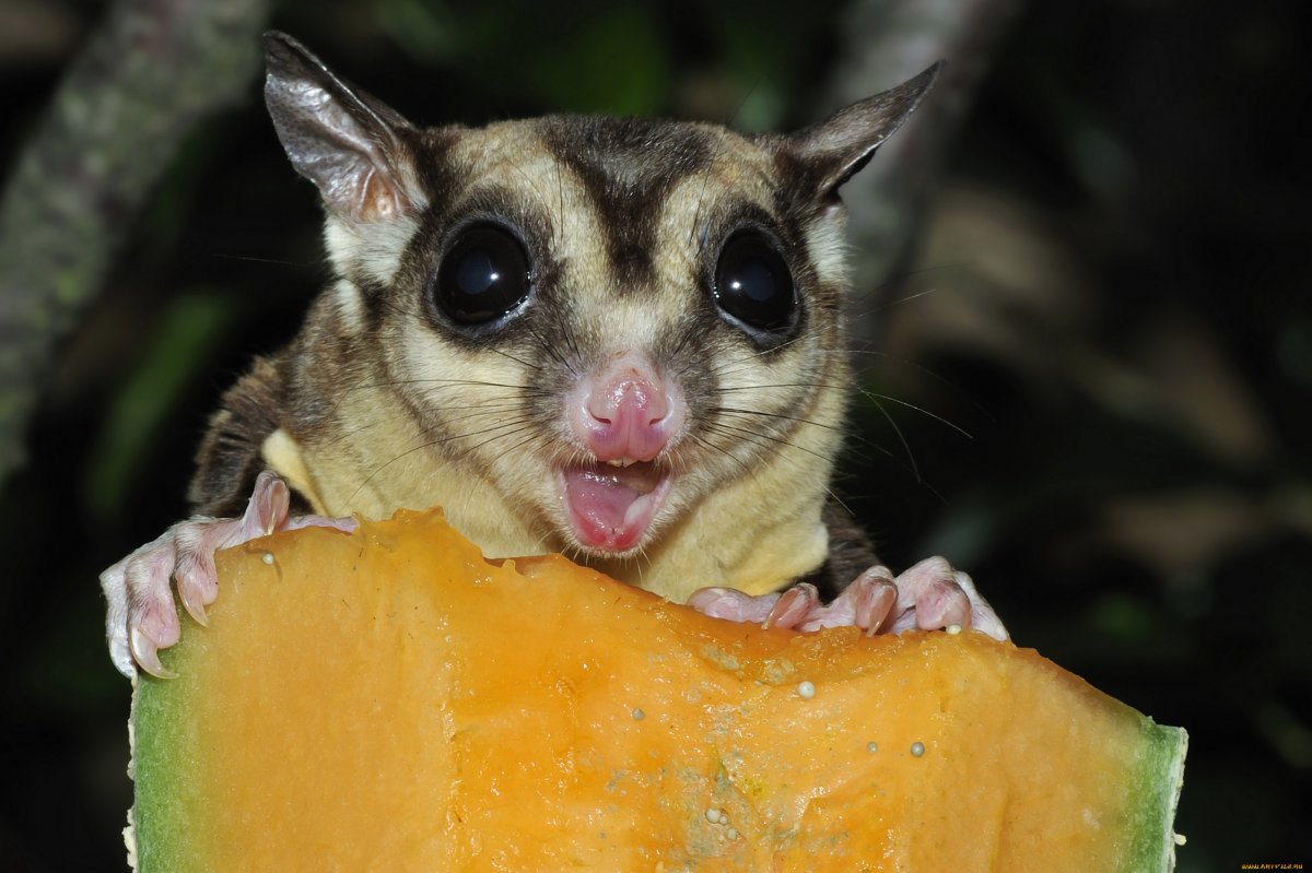 Сахарные сумчетая Литяга