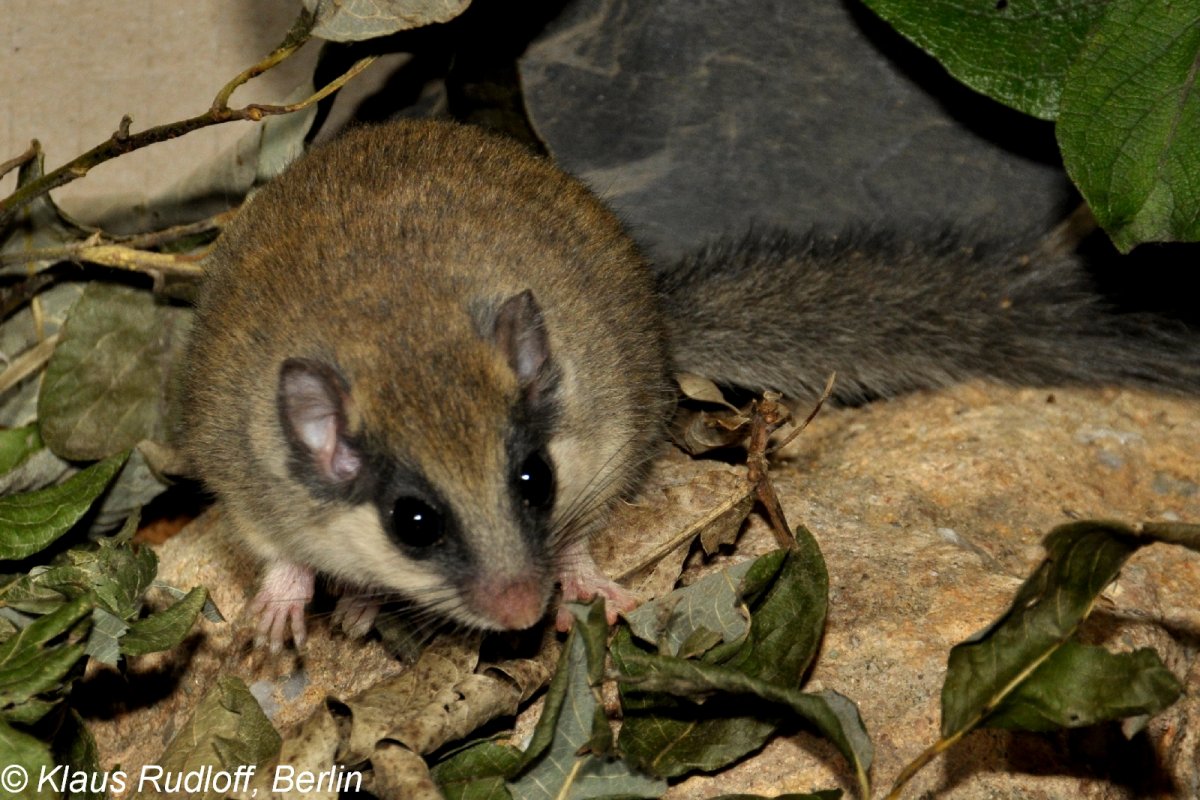 Соня Лесная dryomys nitedula (Pallas, 1778)