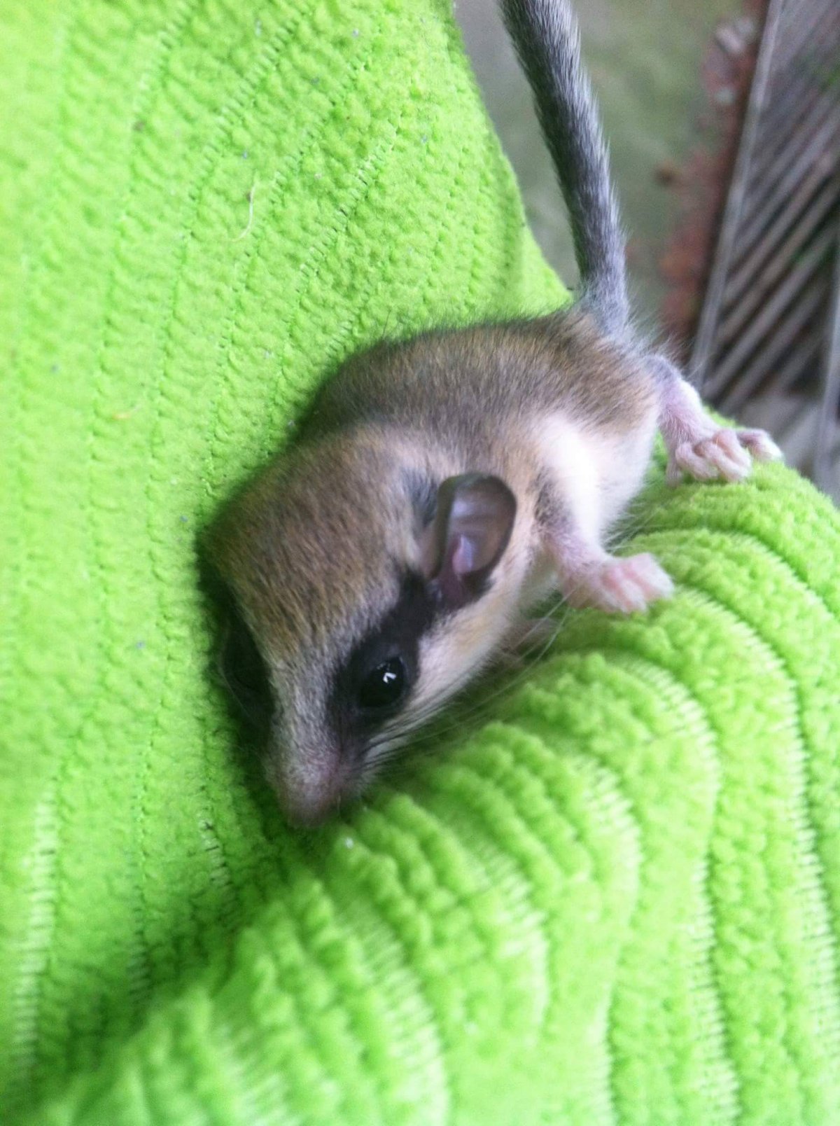 Животное Соня Лесная