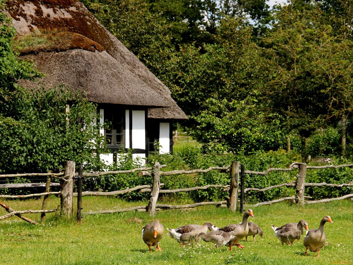 Животные в деревне