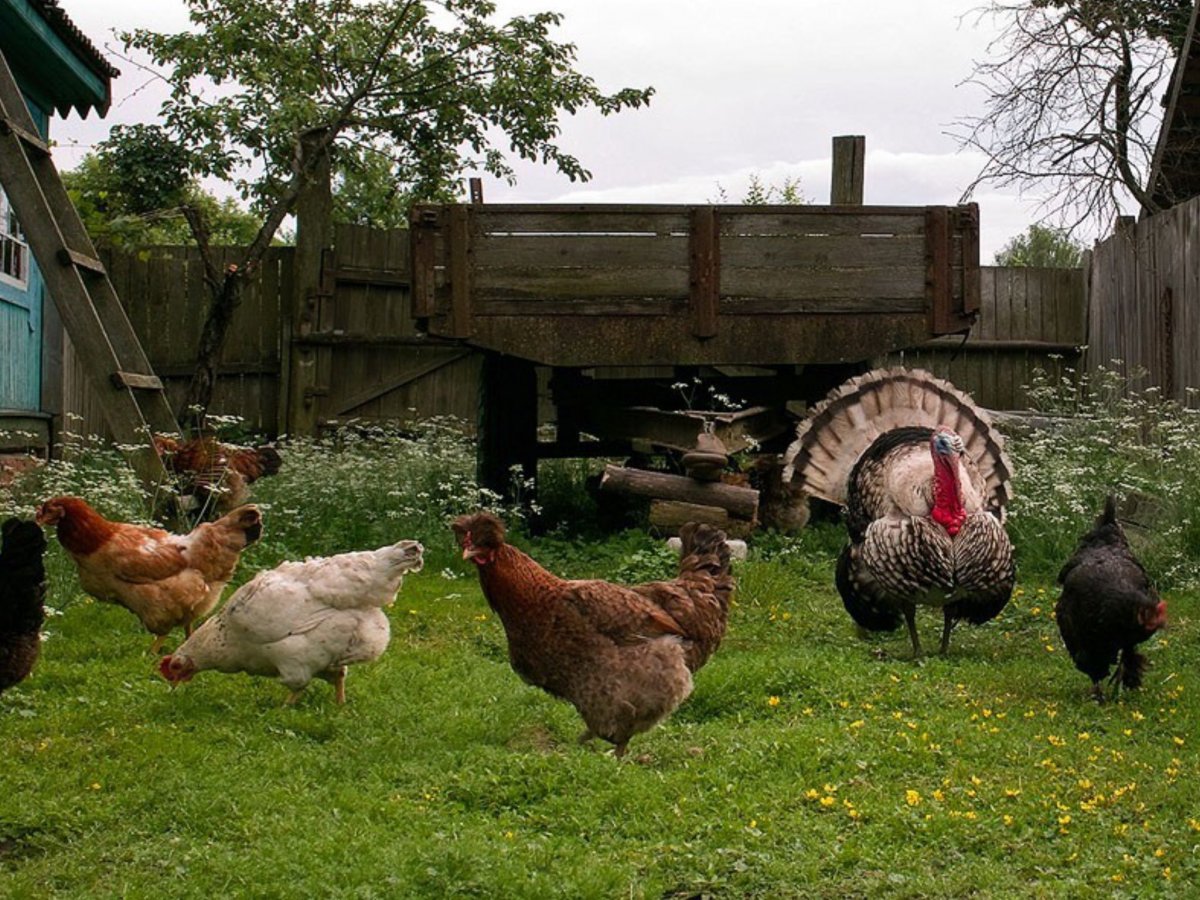 В подсобном хозяйстве птицы