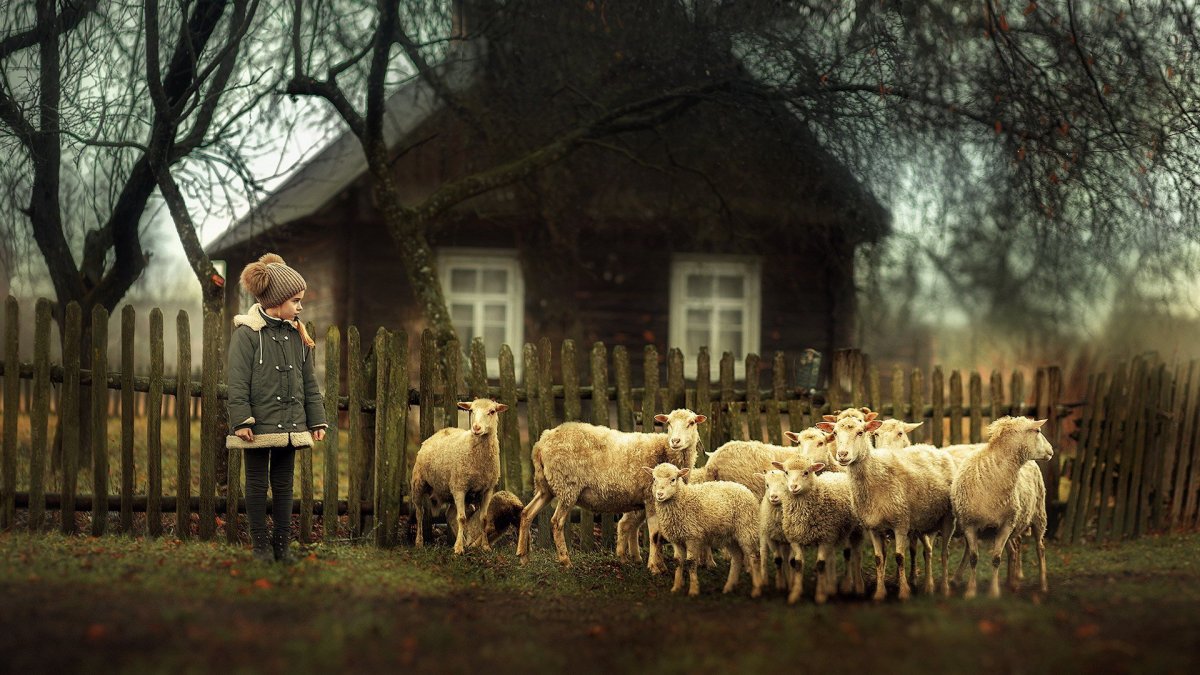 Барашки в деревне