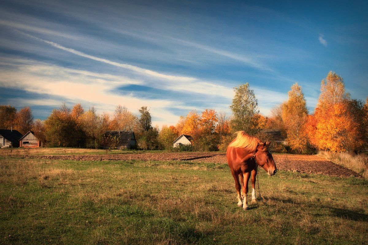 Осень в деревне