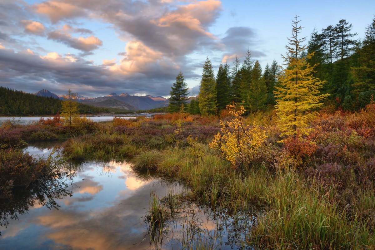 Колымская Тайга пейзаж