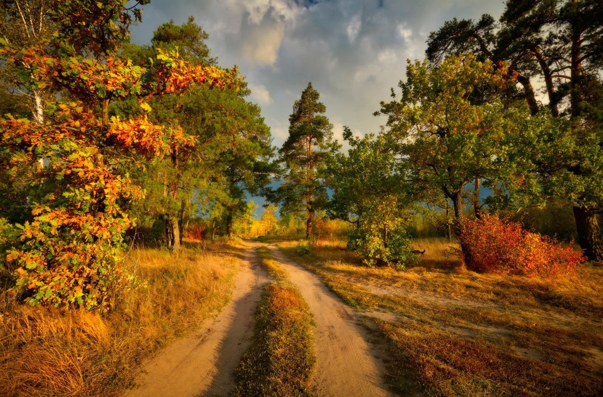 Осень в лесу