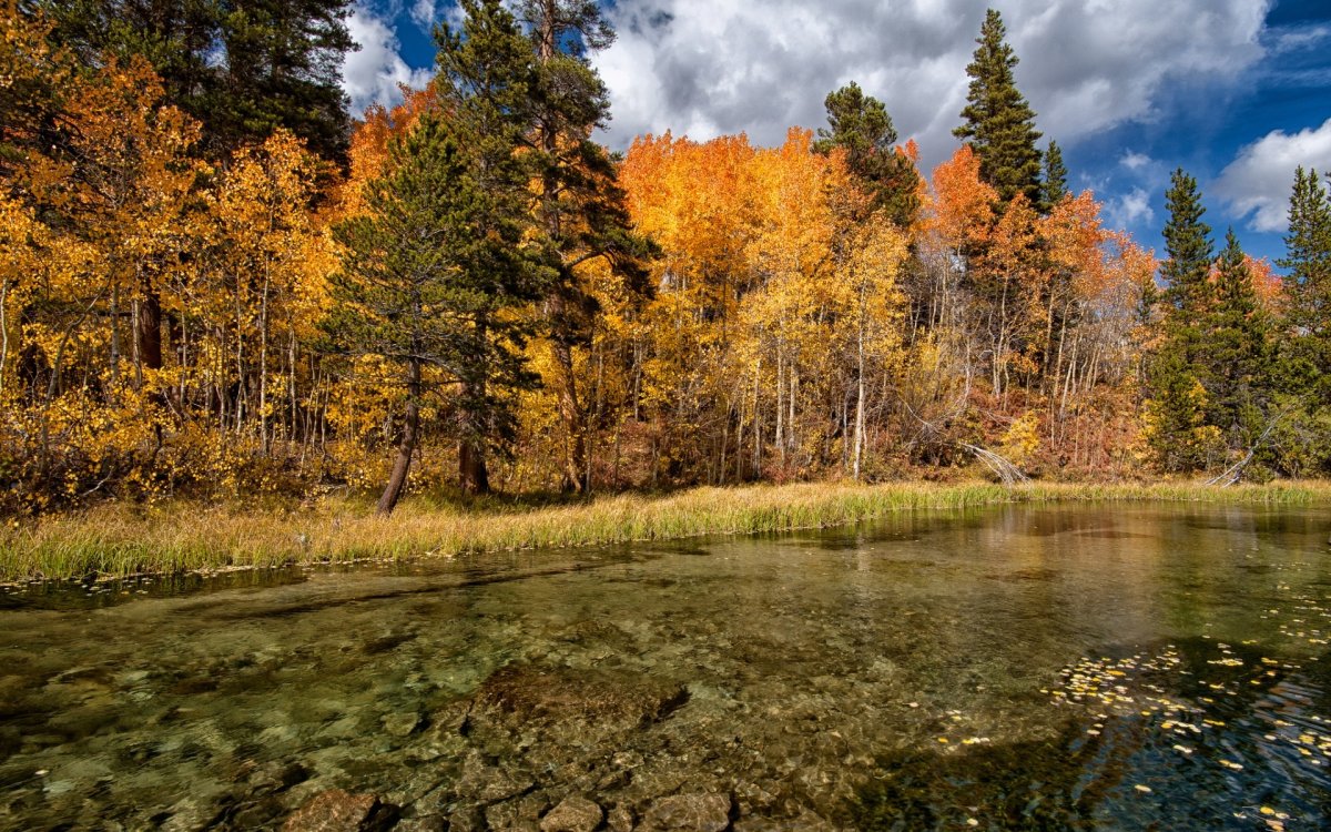 Осень лес озеро