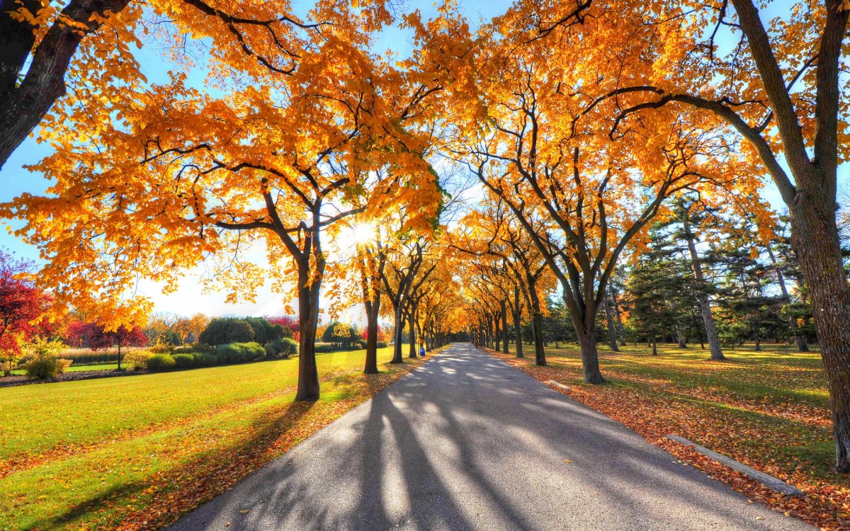 Осень Кленовая аллея