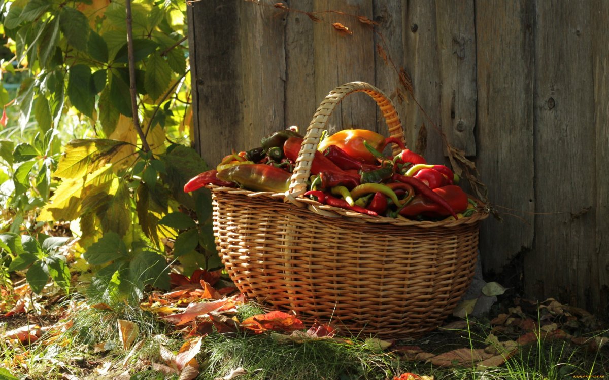 Осенний урожай