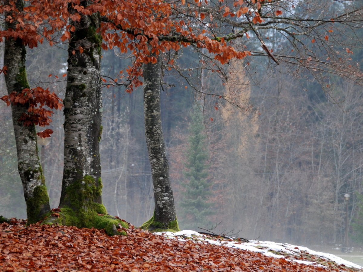Поздняя осень