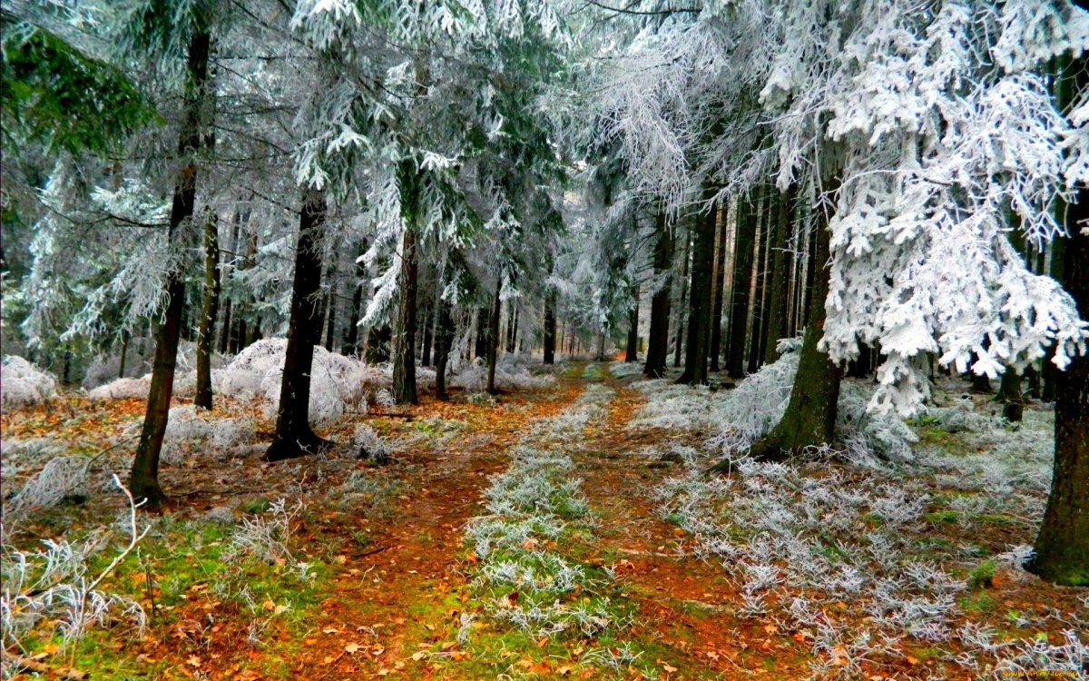 Природа поздняя осень