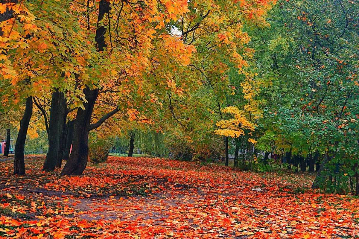 Осень октябрь природа