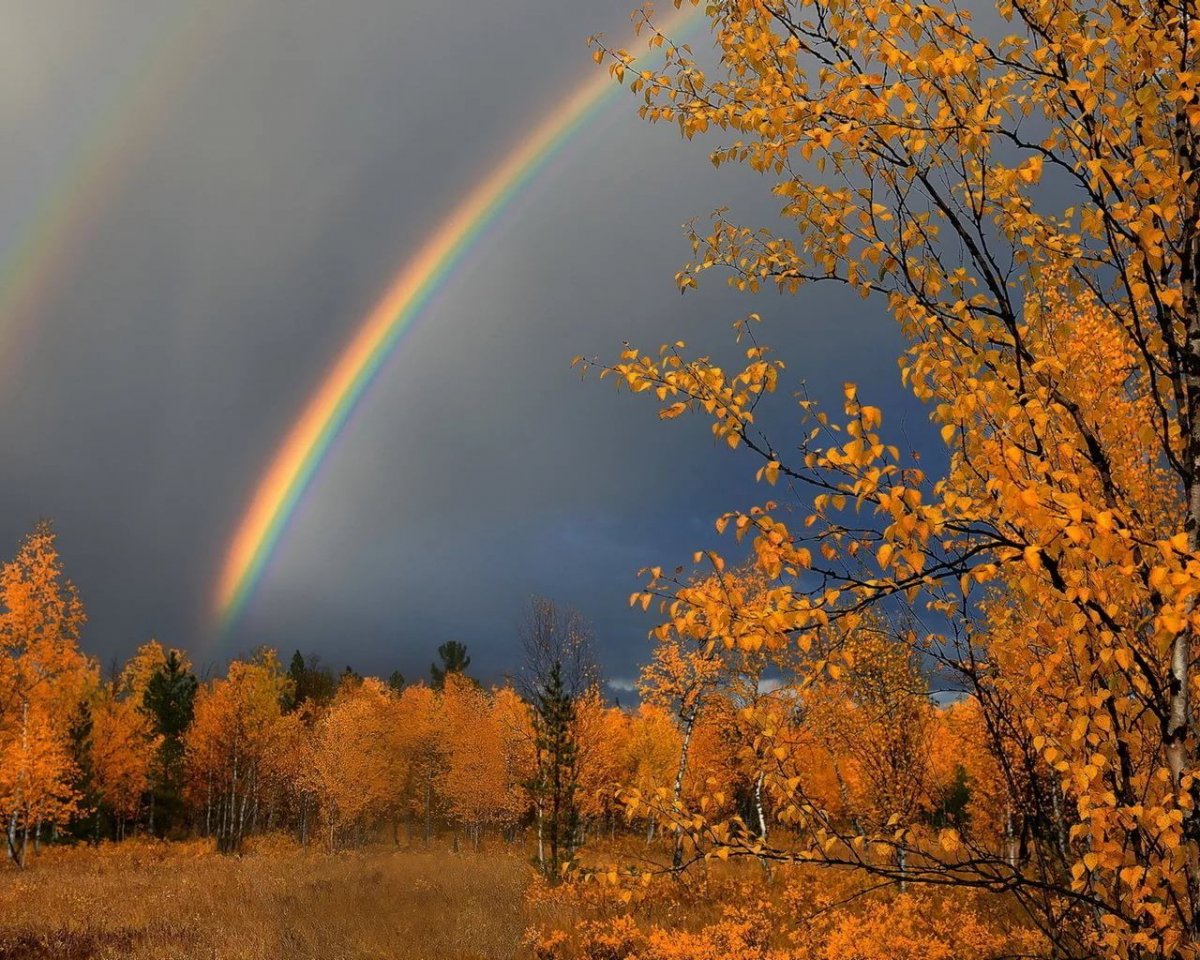 Осень дождь