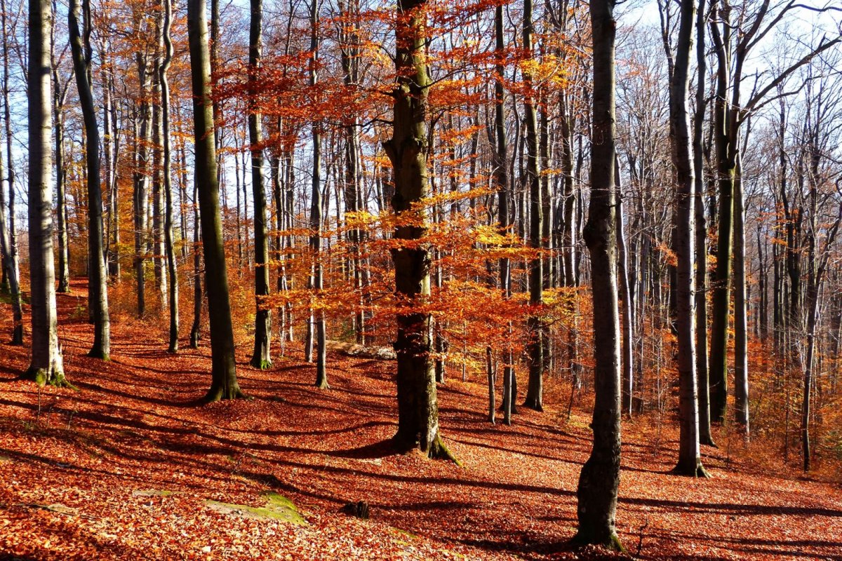 Осенний буковый лес