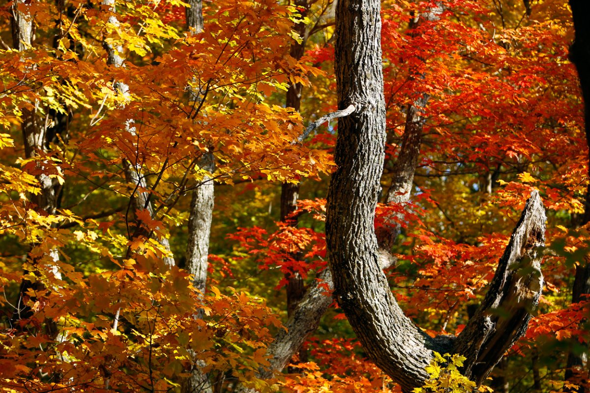 Осенний лес сентябрь
