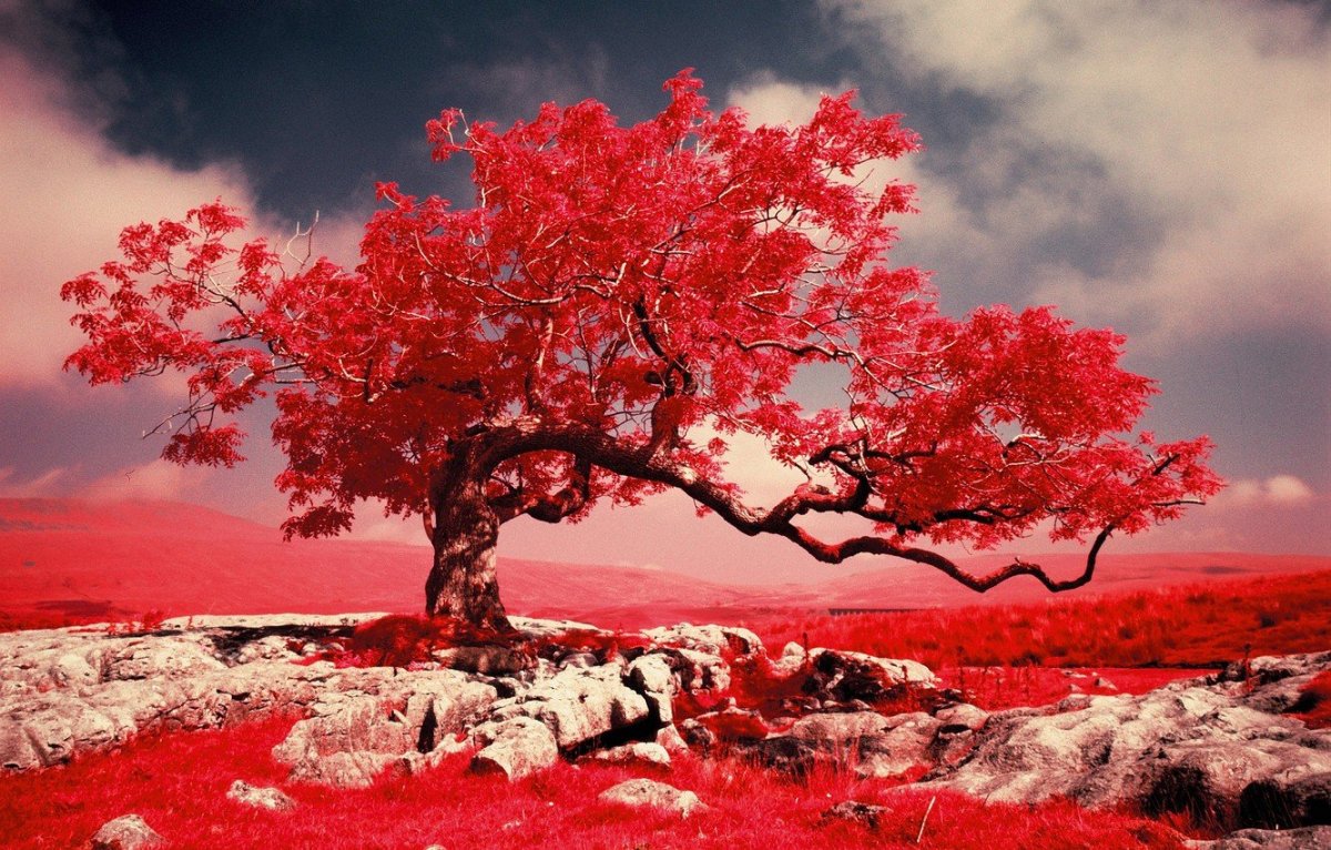 Красивое дерево