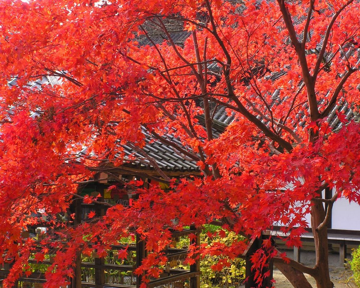 Осень в Японии Сакура