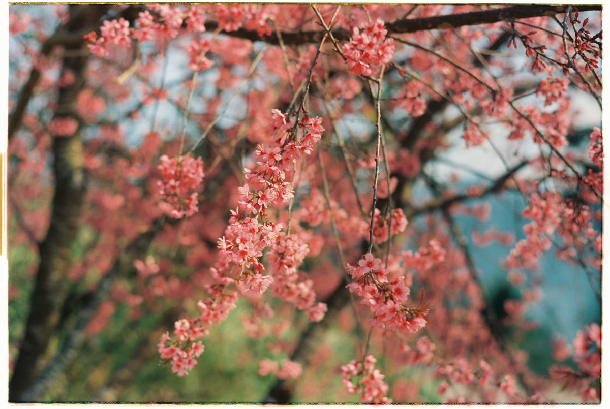 Вишня осенью Сакура