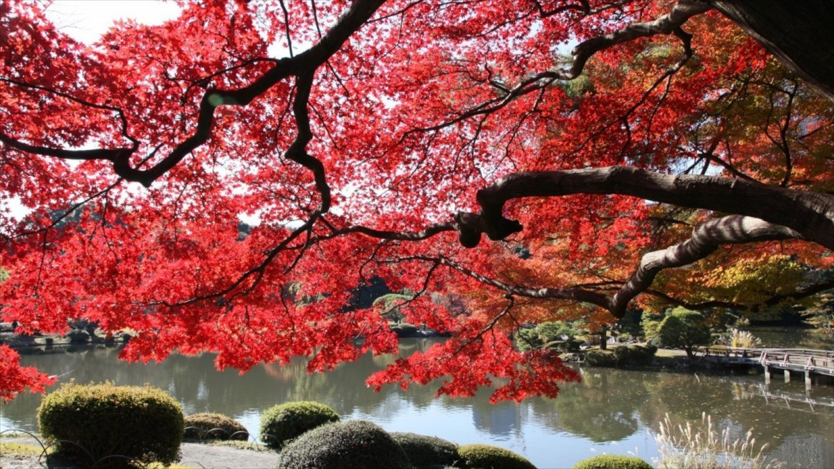 Цветение клена Киото