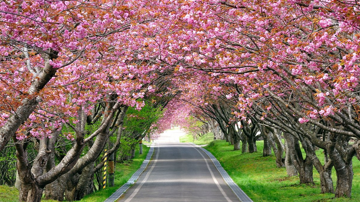 Сакура черри блоссом