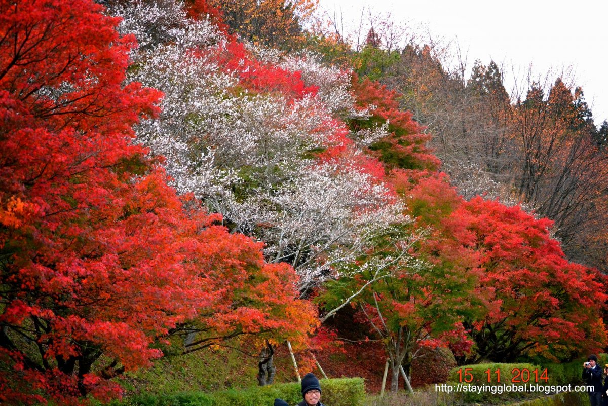 Как выглядит Сакура осенью