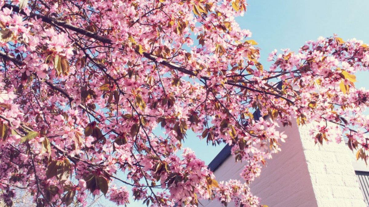 Сакура розоцветное дерево