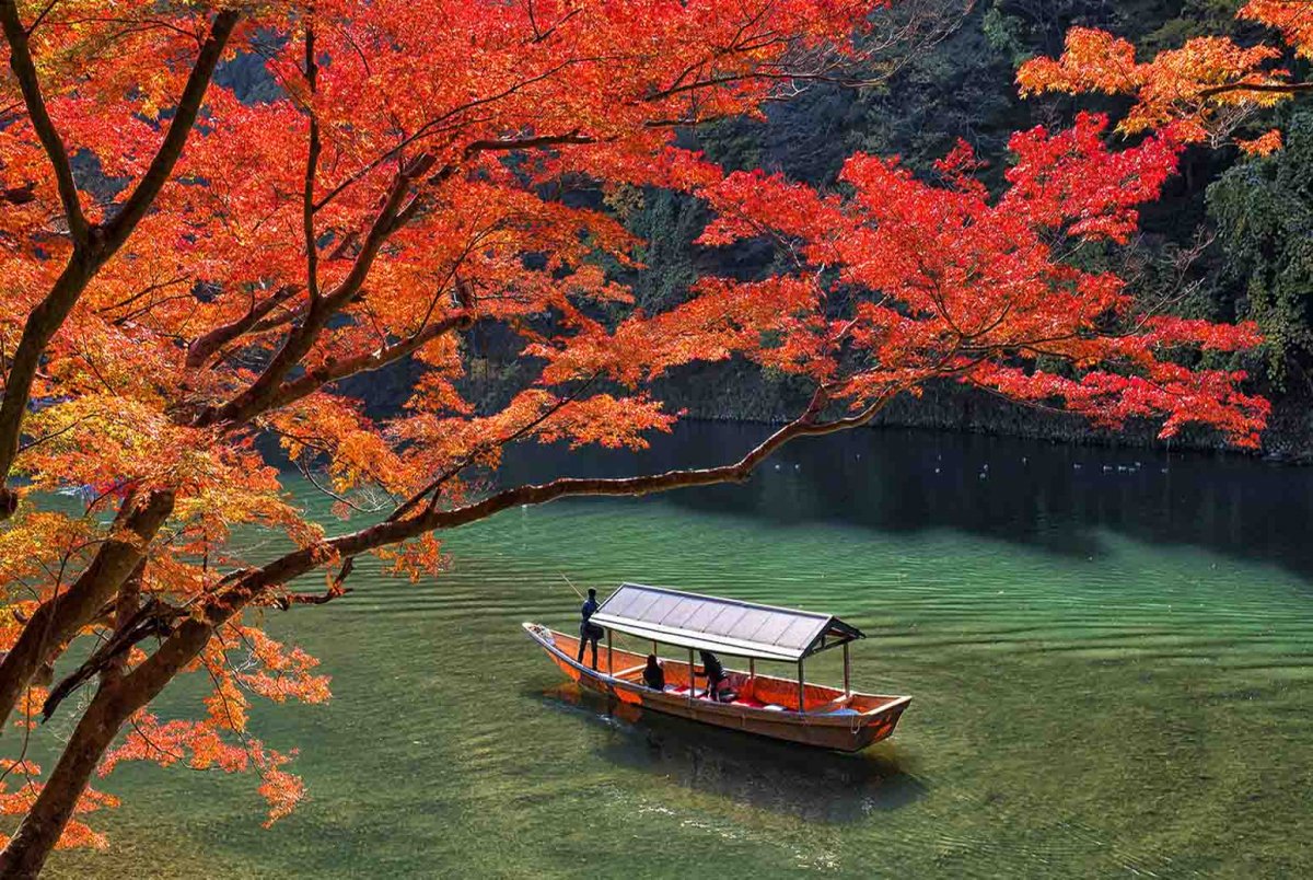 Цветение клена Киото