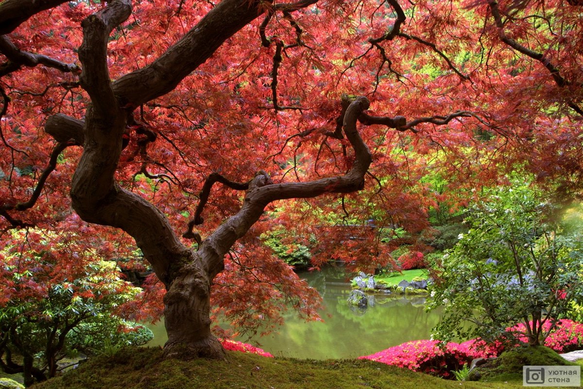 Японское дерево