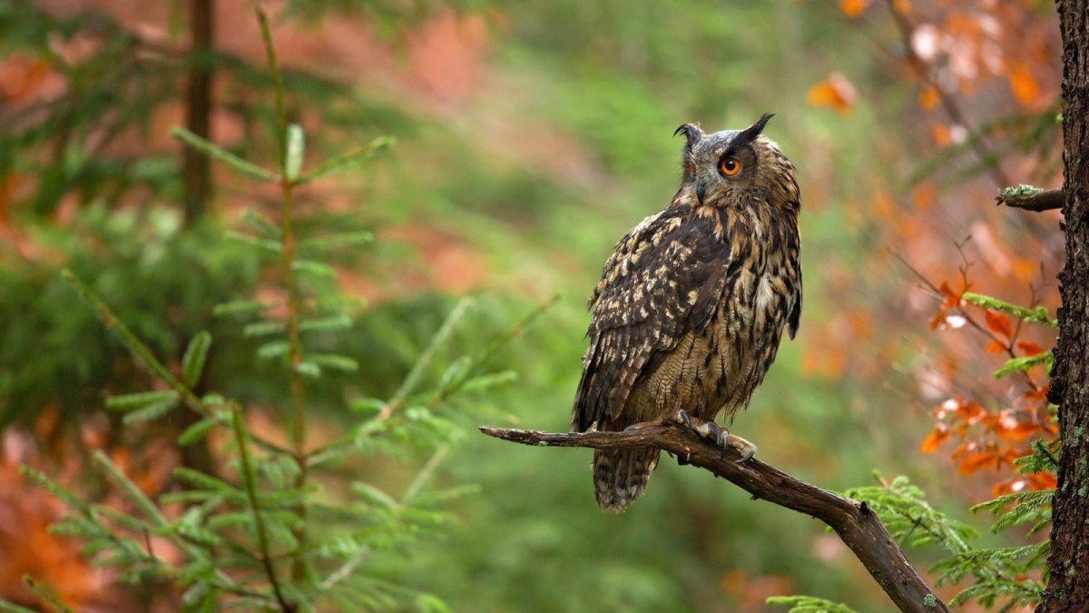 Звери и птицы осенью