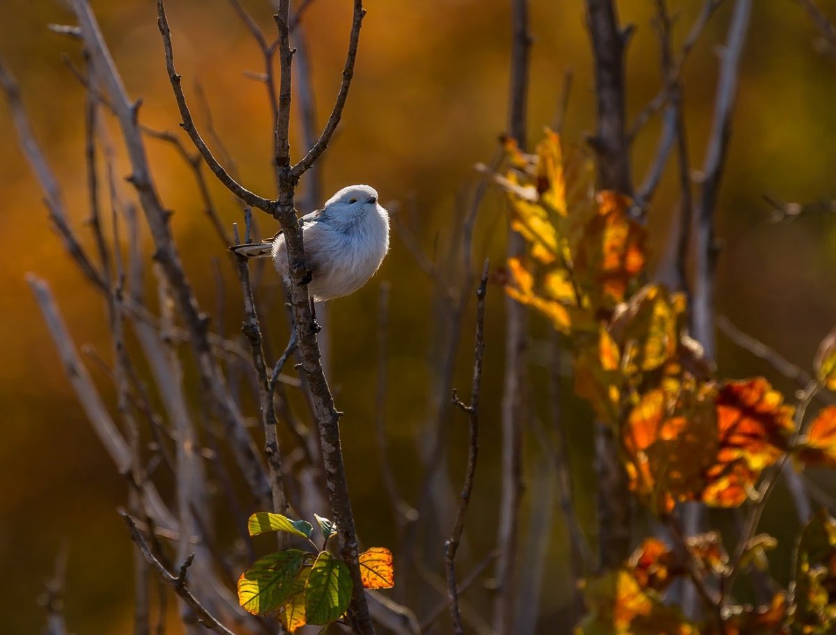 Живая природа птицы