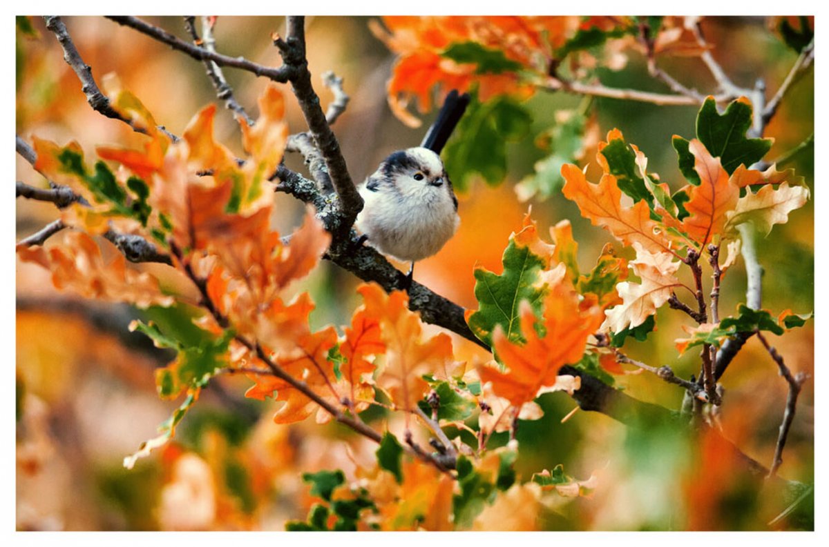 Птицы на дереве осенью