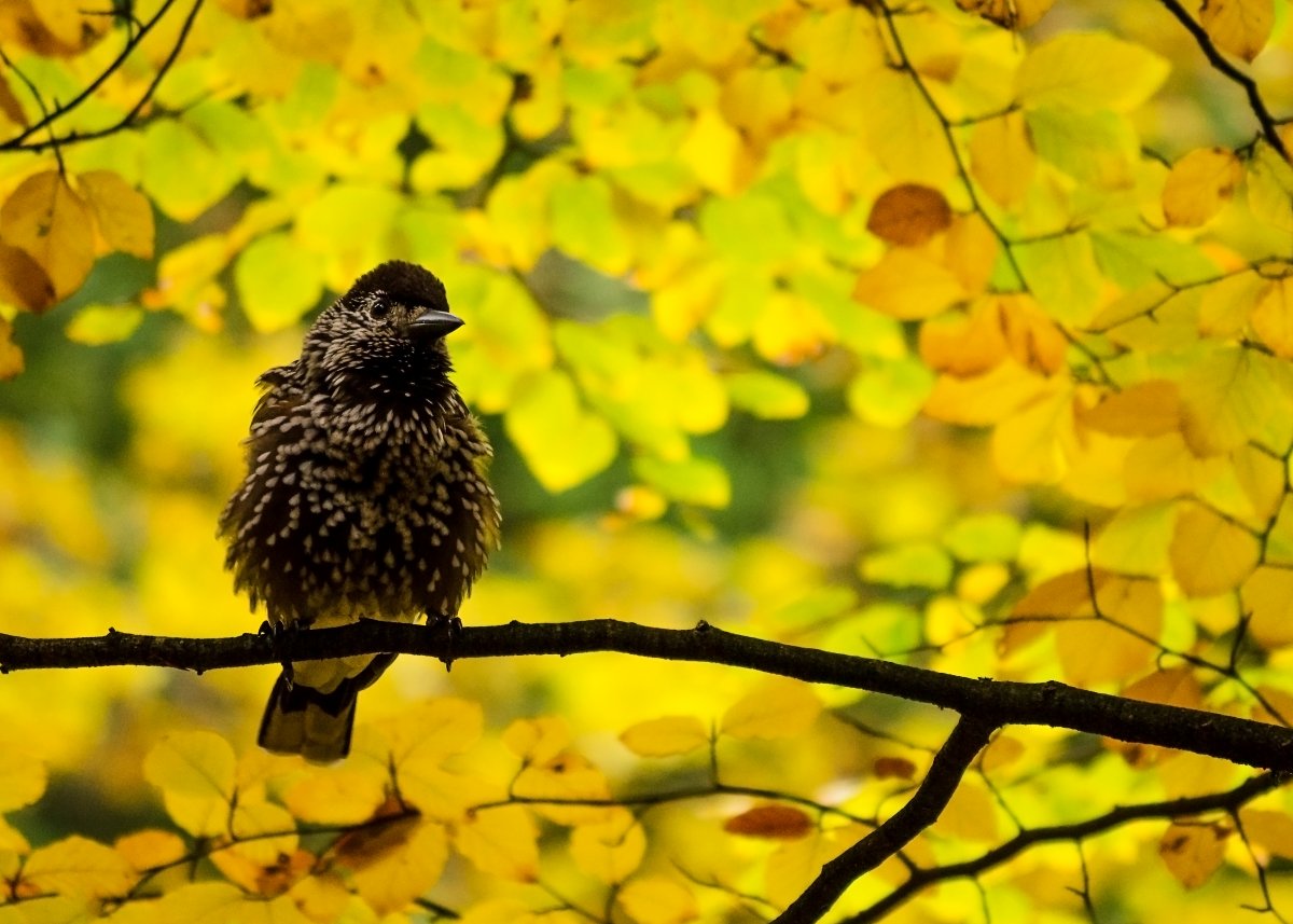 Озеро осенью