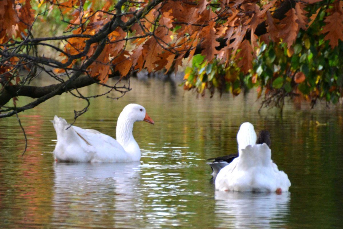 Лесная неясыть