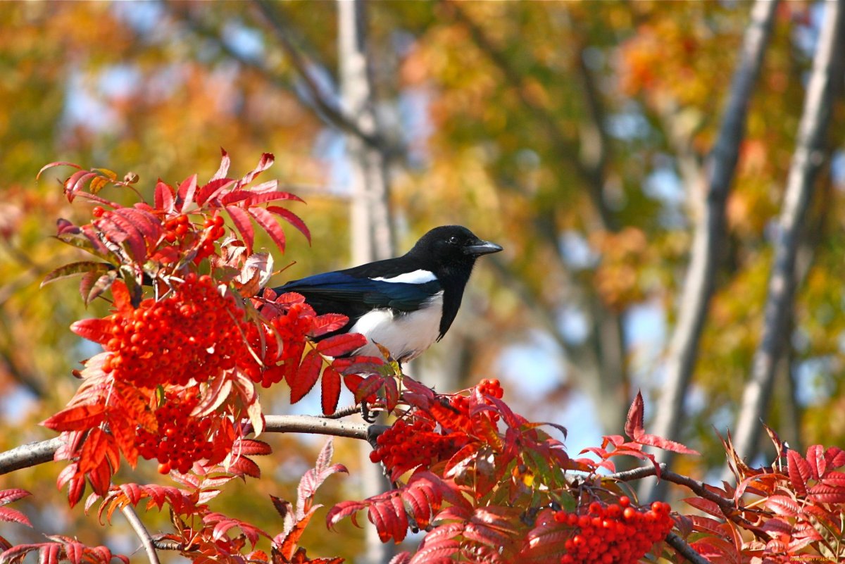 Птицы в осеннем лесу