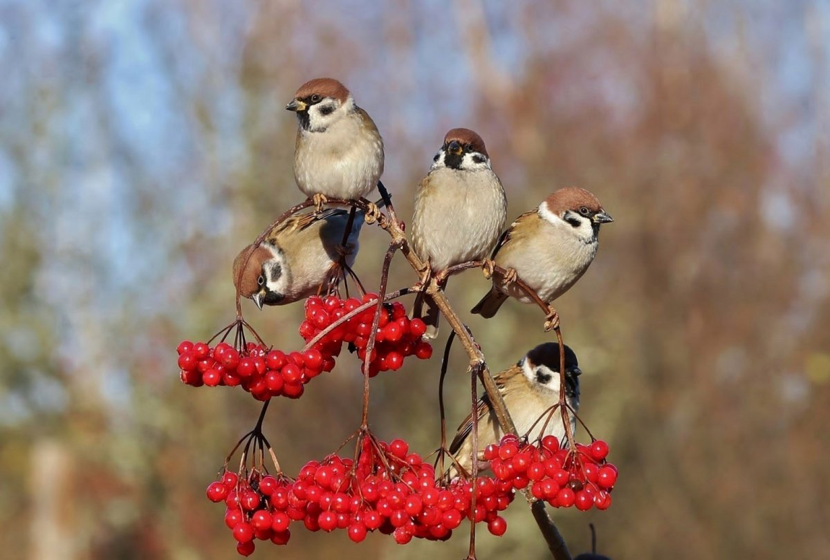 Листопад птицы