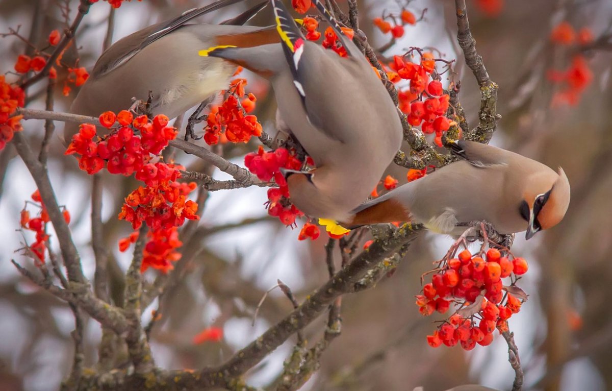 Осенний пейзаж с утками