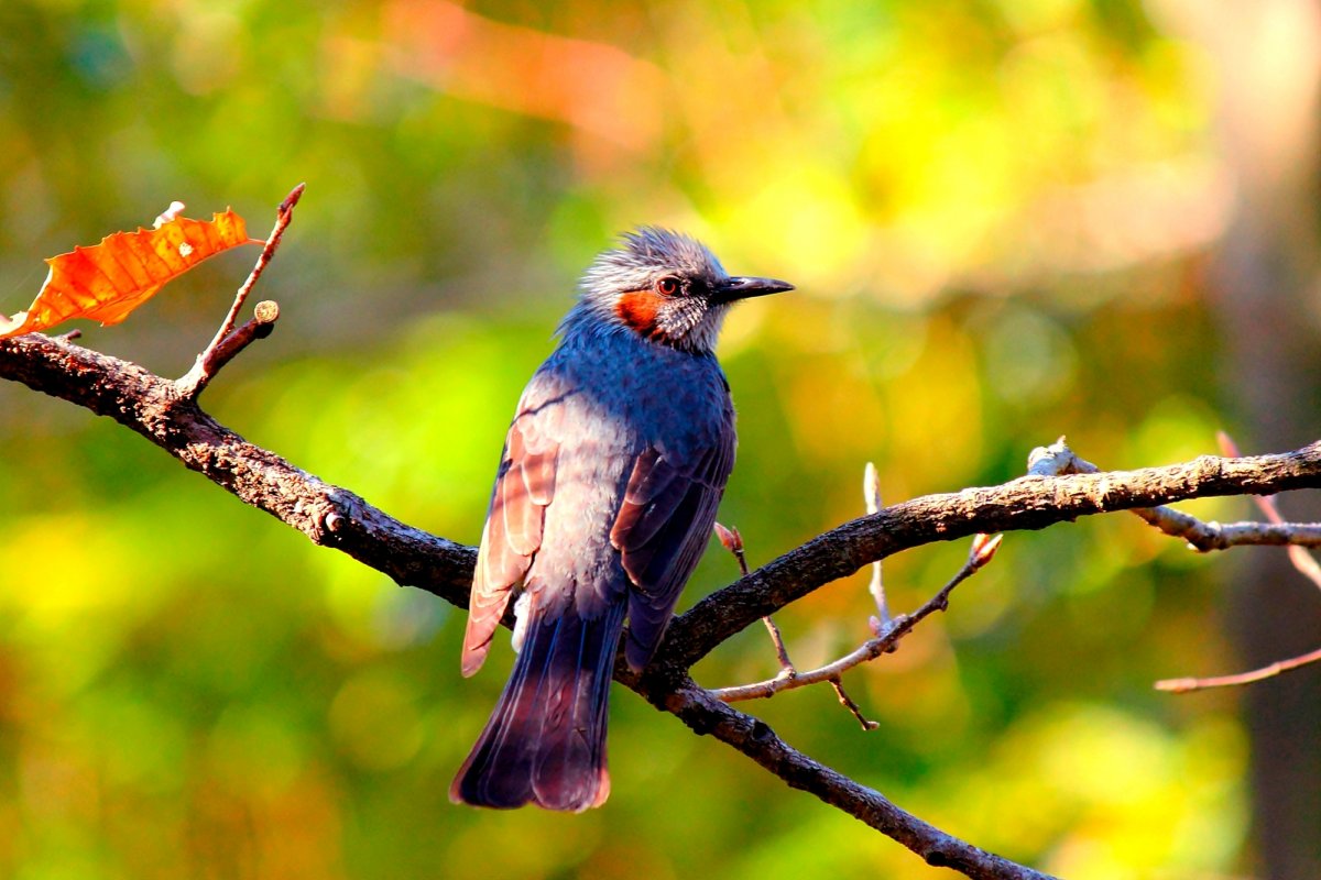 Птицы на озере