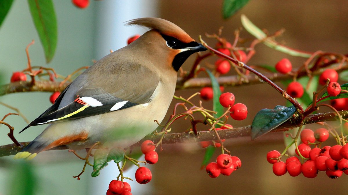 Осень птицы