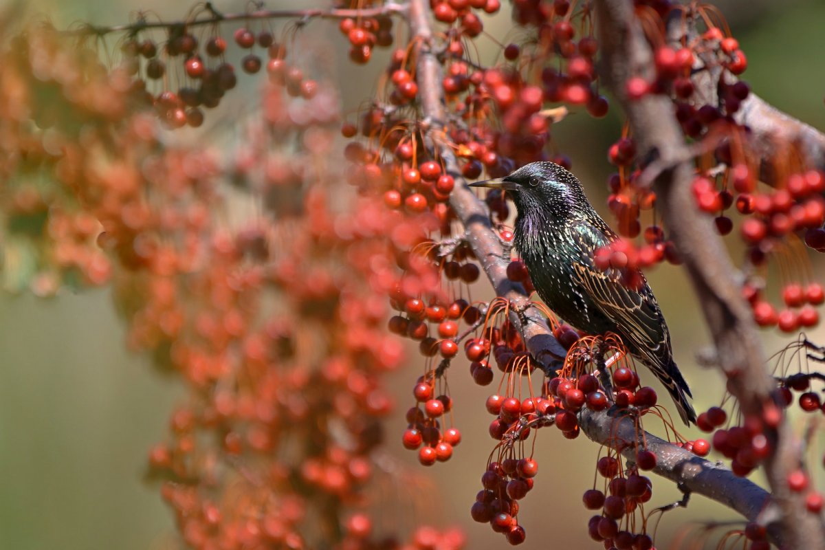 Птицы осенью