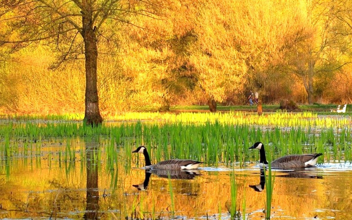 Селезень кряква осень