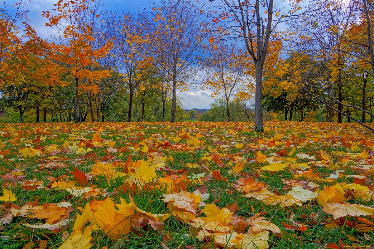 Осенняя Поляна в лесу
