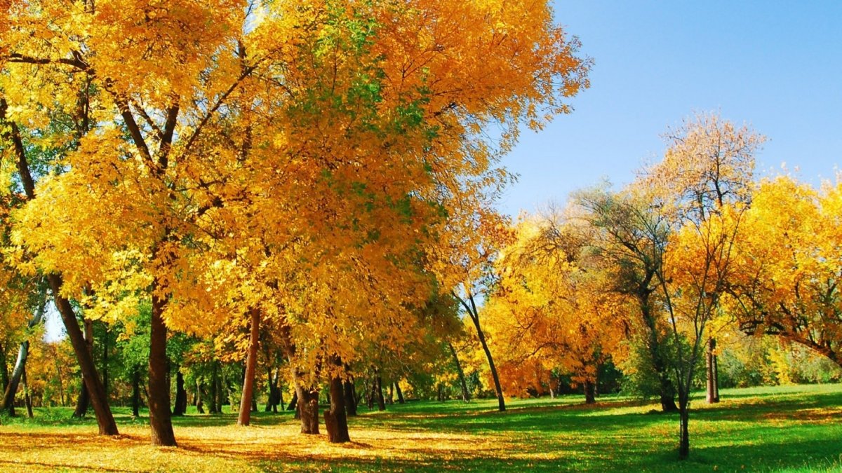 Природа ранней осенью