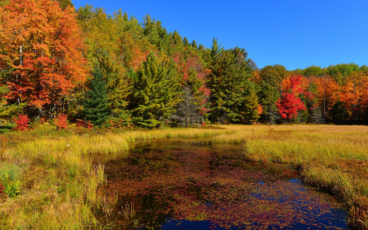Осенняя Поляна в лесу