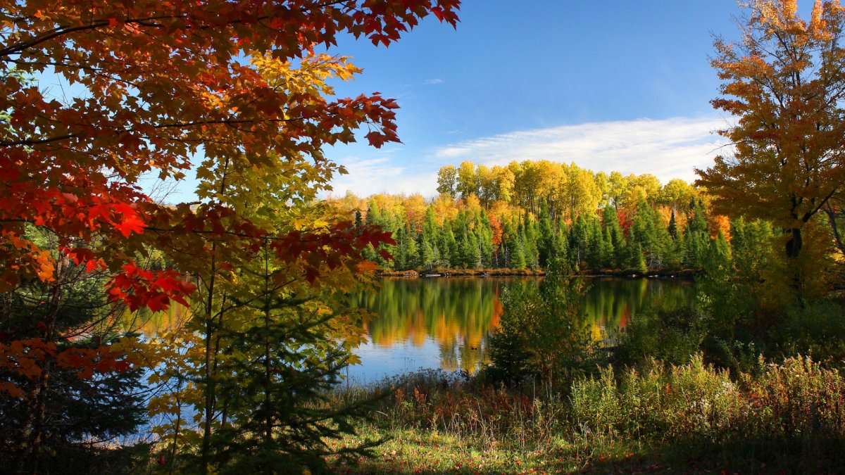 Осенние краски природы