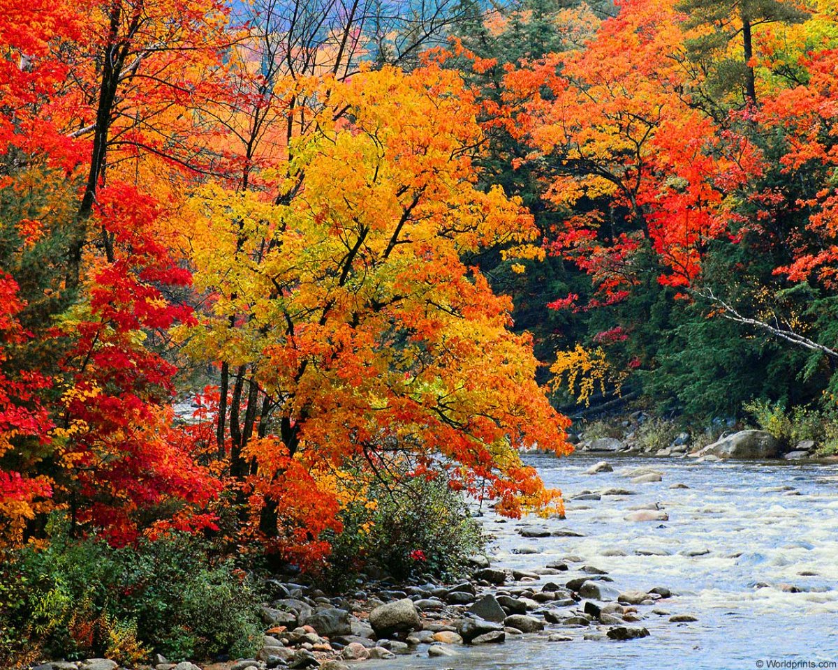 Путешествие в осенний лес