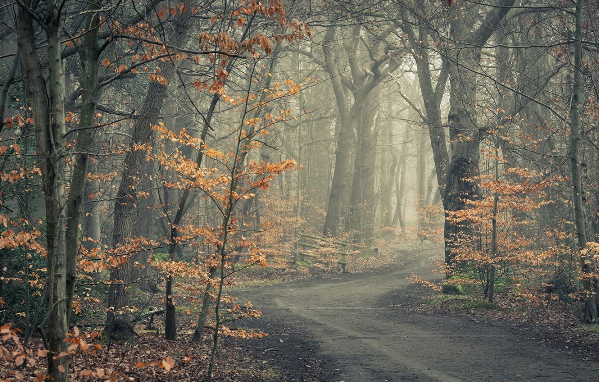 Туман осенью