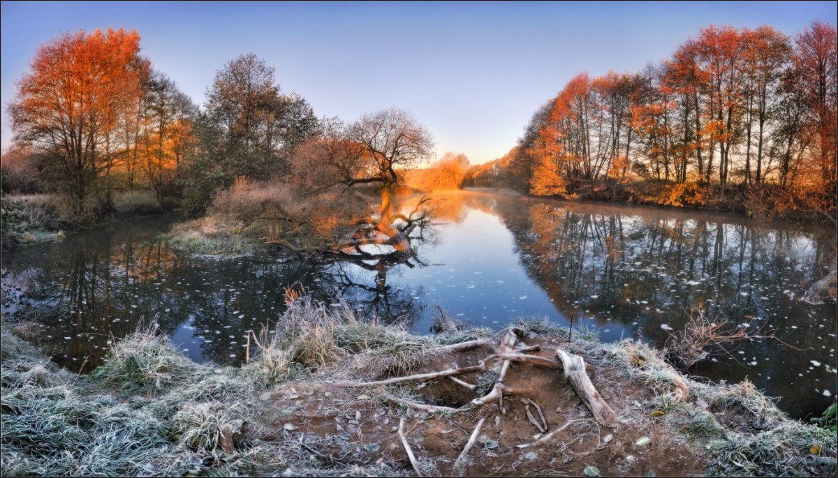 Ракита осенью