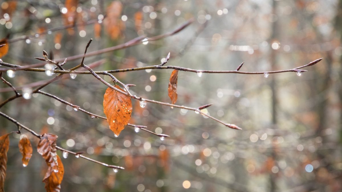 Утро осенью